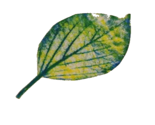 Bigleaf_thumb