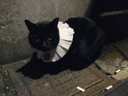 Cat01_preview