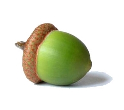 Acorn_preview