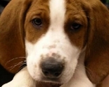 Luthor_adoption_pic_preview