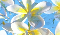 Frangipani_blue_preview