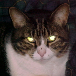 Jenny_cat_preview