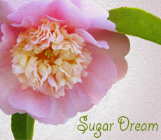 Sugar_dream_preview