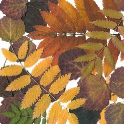 Autumn_leaves_avatar_preview