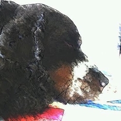 Sleepingdogquilts_favicon_2_preview