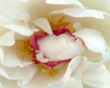 2010_thumb