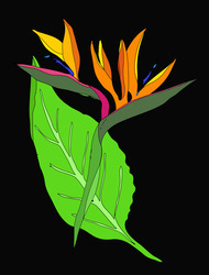 Paradiseflower_cropped_preview