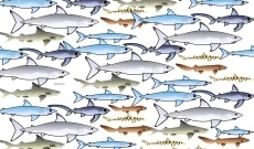 Schoolofsharks1xbclowres_preview