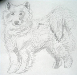 Draw-samoyed-800x800_preview