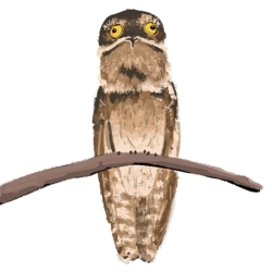 Potoo_preview