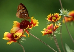 Butterfly_250kb_preview