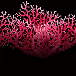 Coralbadge_preview