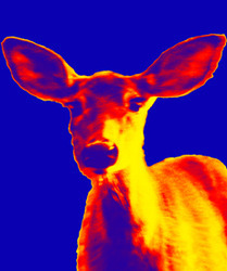 Deer-1_preview