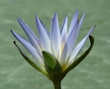 Egyptian_blue_lotus_thumb