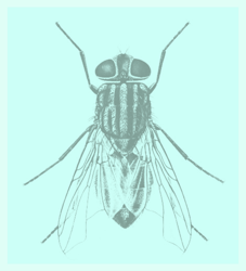 Fly_turqoise_preview