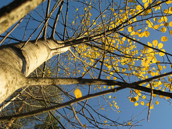 Umea_tree_preview