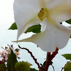 Flower_in_san_diego_preview