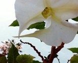 Flower_in_san_diego_thumb