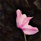 Icon_preview