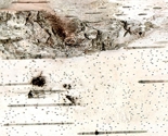 Birchspoonflowerprofile_thumb