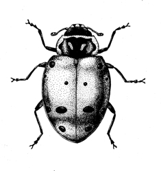Ladybug_preview