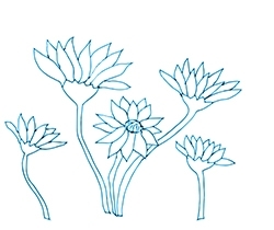 Shop_image_daisies_preview