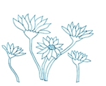 Shop_image_daisies_thumb