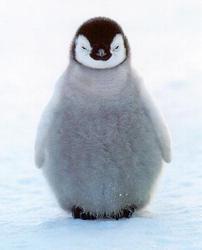 Penguin-chick_preview