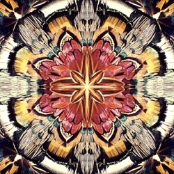 Plumagery_preview