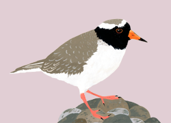 Shore_plover_tiny_preview