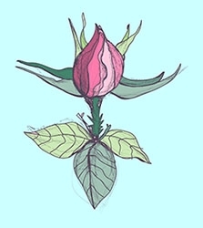 Rosebud_preview
