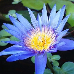 Blue-lotus-attar-2_preview