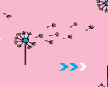 Pink_dandelions_thumb