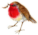Robin_preview