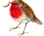 Robin_thumb