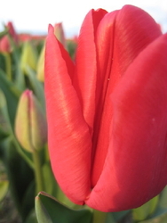Red_1_preview