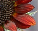 Red_sunflower_thumbnail_thumb