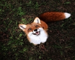 Juniper-fox-happiest-instagram-9_thumb