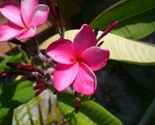 Carol_s_frangipani_thumb