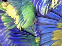 4bird_wings_preview