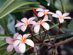Frangipani_flowers_preview