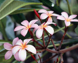 Frangipani_flowers_thumb