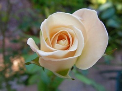 Rosebackground_preview