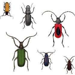 Bugs_a_lot_maj_2012_preview