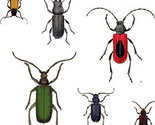 Bugs_a_lot_maj_2012_thumb