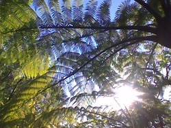 Sun_fern_preview