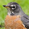 Bird-square_preview