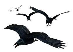 Flying_ravenssmall_preview