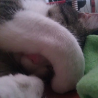 Katerchen_preview