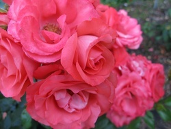 Image_preview